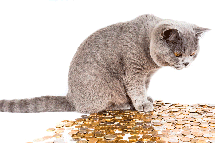 Не ругайте кота за испорченную обувь Не ругайте кота за испорченную обувь