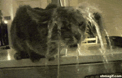gif, вода, гифки, животные пьют воду, коты пьют воду, подборка, пьют воду