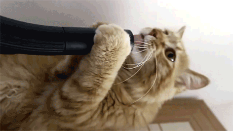 Животные, которые любят пылесос
