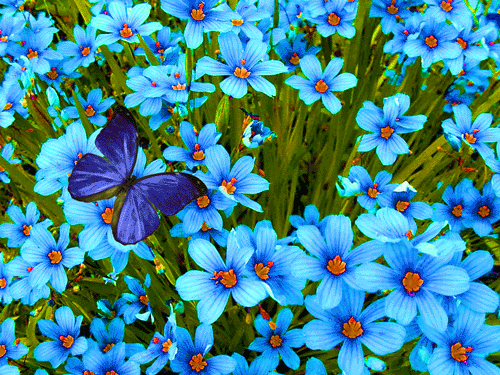 http://img1.liveinternet.ru/images/attach/c/1/58/514/58514230_31.gif