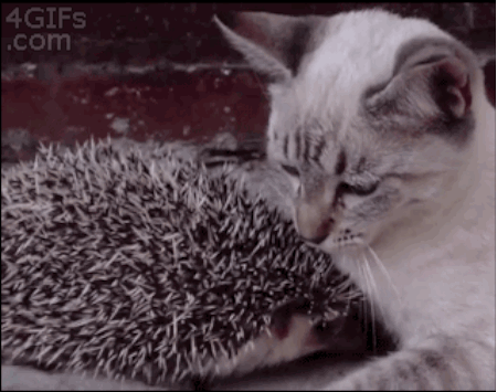 коты, позитив, добро, животные, дети