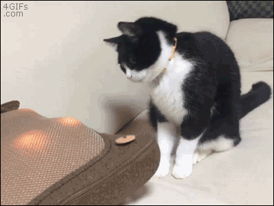 Загипнотизировали кота