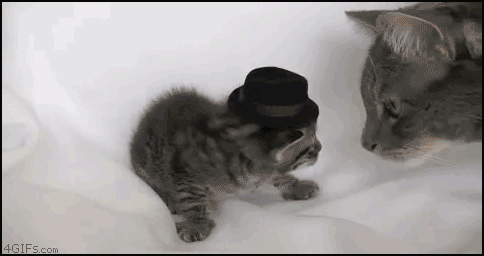 Классные гифки с котами (14 гифок)
