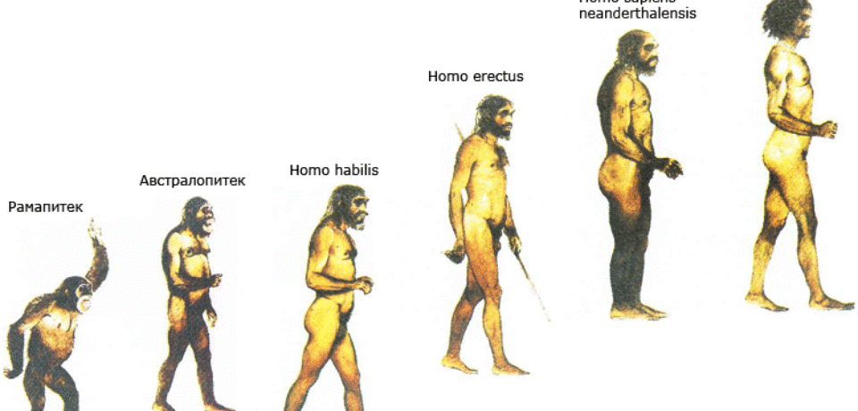 Как получить human. Эволюция человека хомо сапиенс. Хомо сапиенс неандерталец кроманьонец этапы развития человека. Хомосапиенс австралопитек Эволюция. Этапы эволюции человека австралопитек хомохабилес.