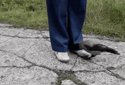 Crows Are Damn Smart Crows Are Damn Smart