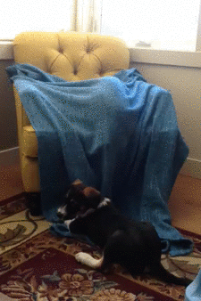 source: imgur.com Котониндзя. Пушистые воины