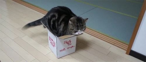 22 Conversations Every Cat Owner Has Had With Their Pet