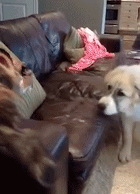 Hosted by imgur.com Кототерапия. Продолжение