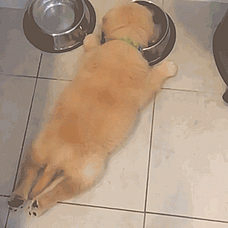 Dinner Time