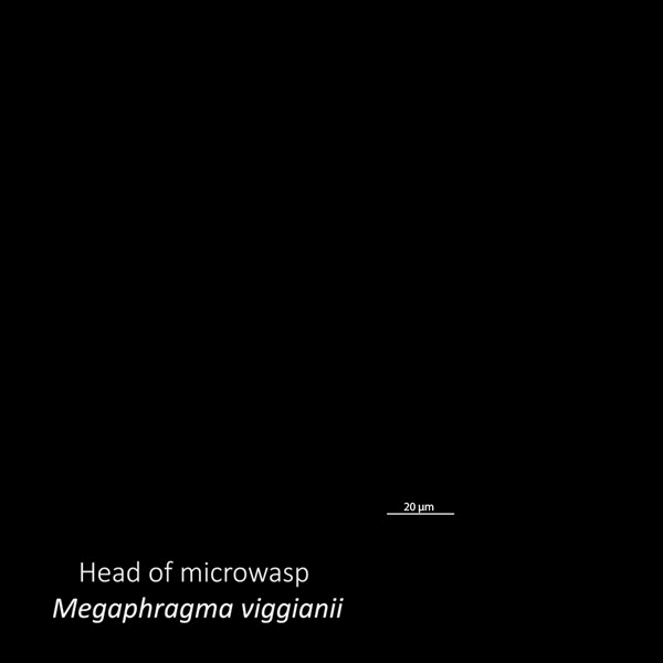Рис. 3. Трехмерная реконструкция глаза M. viggianii и отдельного омматидия