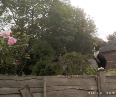 Котониндзя. Новая часть