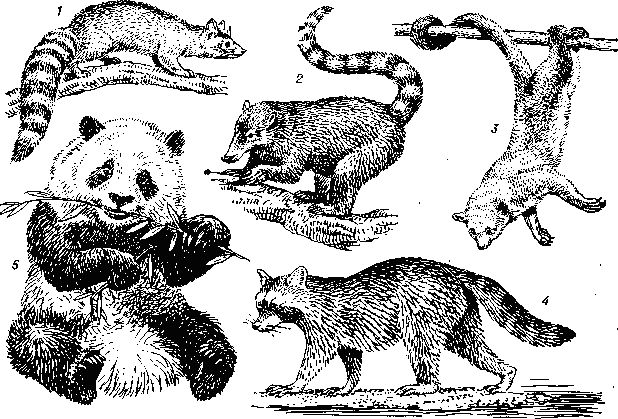 https://dic.academic.ru/pictures/dic_biology/enotovye.gif