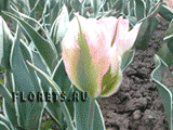 Фото цветок тюльпан