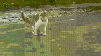 GIF-доказательство, что коты - чертовски весёлые ребята GIF коты юмор