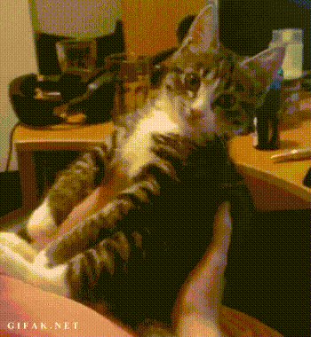 GIF-доказательство, что коты - чертовски весёлые ребята GIF коты юмор