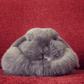 Некоторые животные — это жидкость