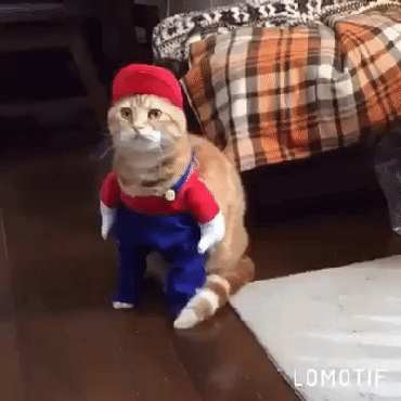 Когда хозяин слегка идиот