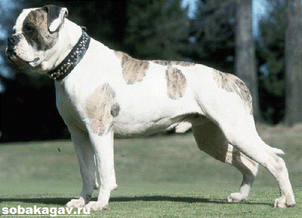 Американский бульдог собака. Описание, особенности, уход и цена американского бульдога