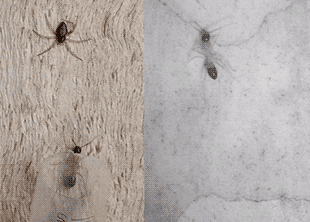Австралийские пауки поохотились на муравьев вдвое крупнее себя за счет акробатики и липкой паутины