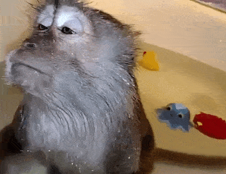 Животные принимают ванную! Смешные GIFки!