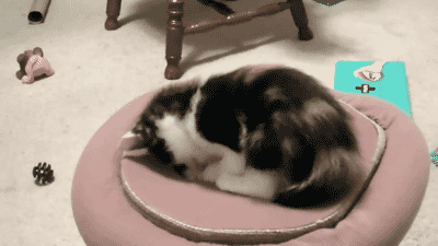 Кототерапия