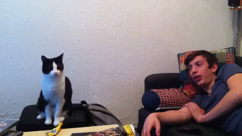 Давай пять, котейка
