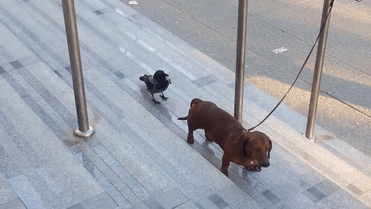 crows-tease-animals-peck-bite-tails-trolls-corvids-gif-5