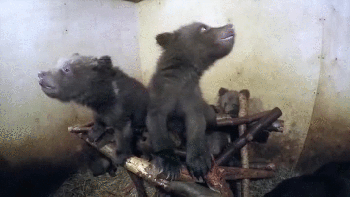 These Bear Cubs Suckin’ Milk Outta Bottle Will Liquify Your Masculinity, Make You Wanna Get A Unicorn Pregnant
