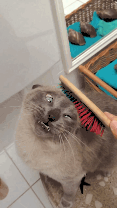 смешные и забавные коты
