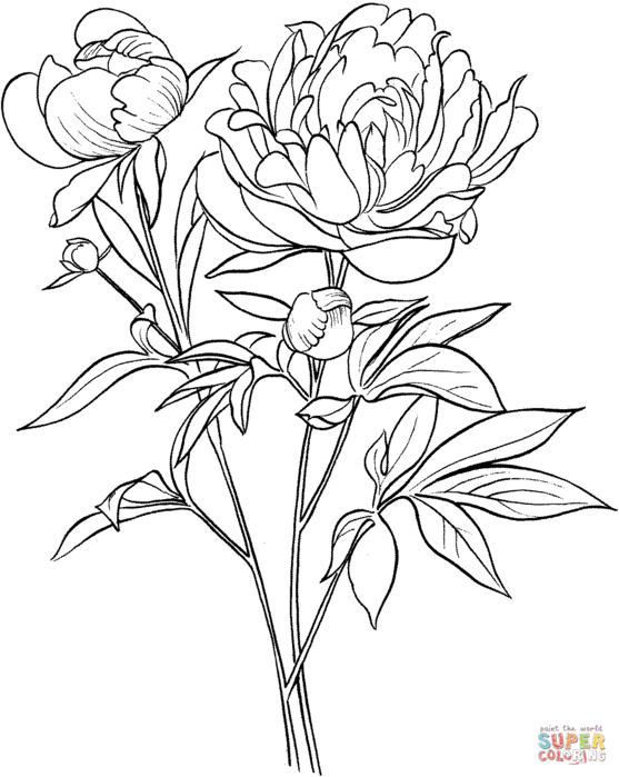 Paeonia-officinalis-or-European-Common-peony (557x700, 63Kb)