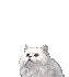 белая кошечка