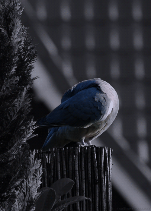 European wood pigeon