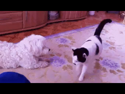 Котониндзя. Прикольные истории