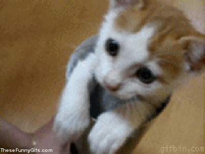 Cat1