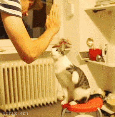 Давай пять, котейка