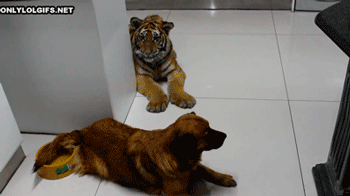 Большие кошки кошачьими делами, смешные тигры львы, анимация большие кошки, анимация тигры львы