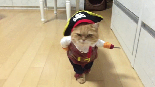 Кот в костюме пирата, лучший костюм на Хэллоиун, кот пират Хэллоиун