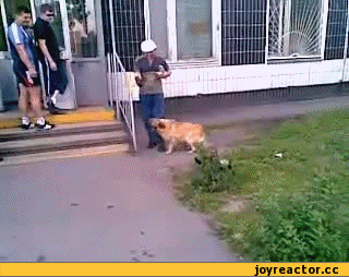 Осторожно, злая кошка