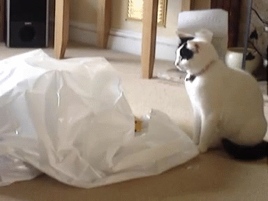 животные, коты, юмор