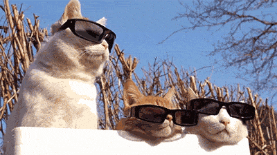 Коты в очках