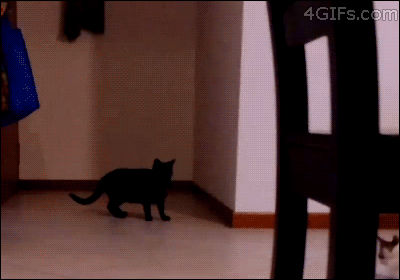 Коты играют