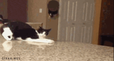 Кототерапия