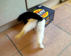 Хозяин, выпусти! коты, фото