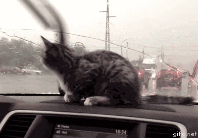 животные, коты, юмор