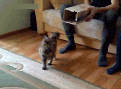 смешные и забавные коты
