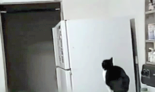 смешные и забавные коты