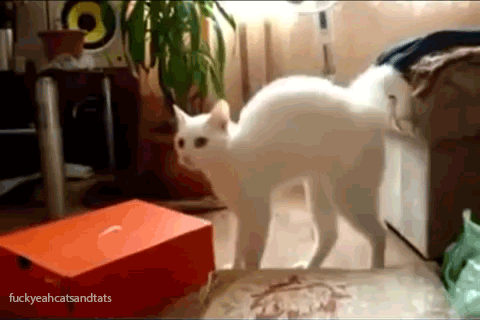 Кототерапия