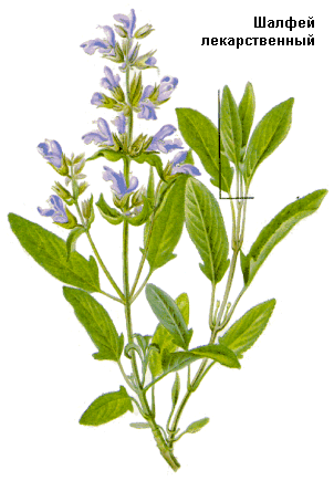 http://www.fito.nnov.ru/special/aether/salvia_officinalis.gif
