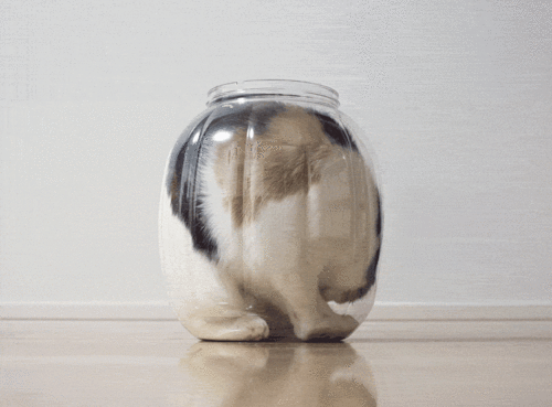 коты это жидкость