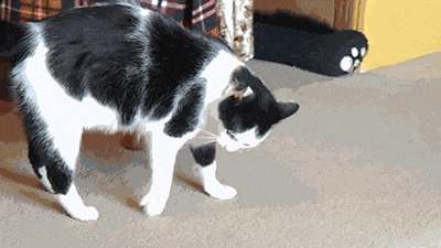 31 Cats You Won't Believe Actually Exist